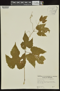 Vitis aestivalis var. aestivalis image