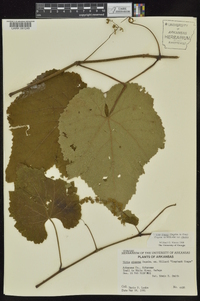 Vitis cinerea var. cinerea image