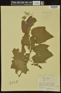 Vitis cinerea image