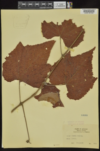 Vitis cinerea image