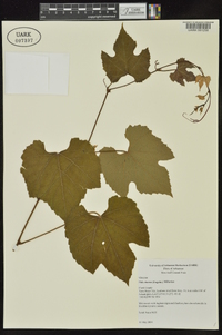 Vitis cinerea image