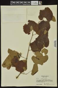 Vitis cinerea image