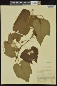 Vitis cinerea image