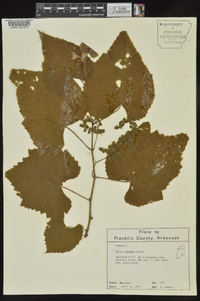 Vitis cinerea image