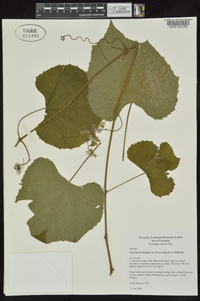 Vitis cinerea image