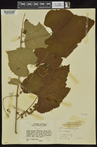 Vitis cinerea image