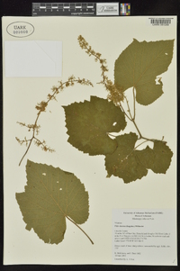 Vitis cinerea image