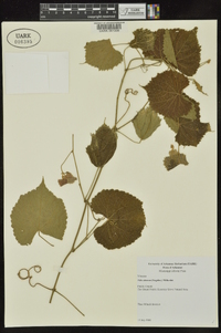 Vitis cinerea image