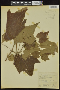 Vitis cinerea image