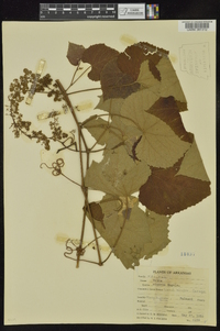 Vitis cinerea image