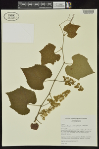 Vitis cinerea image