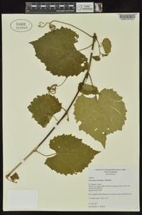 Vitis cinerea image