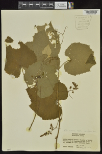 Vitis cinerea image