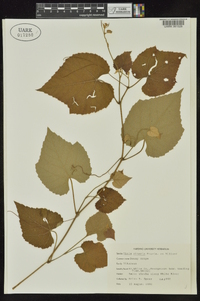 Vitis cinerea image