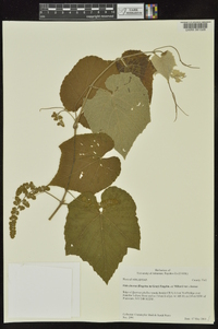 Vitis cinerea image