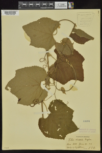 Vitis cinerea image