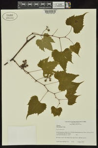 Vitis palmata image