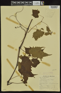 Vitis palmata image