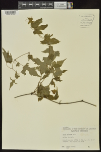 Vitis palmata image