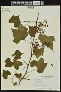 Vitis palmata image