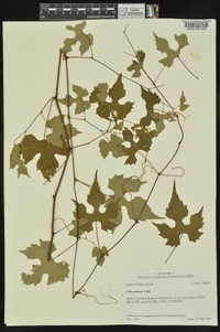 Vitis palmata image