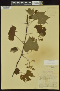 Vitis palmata image