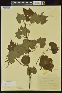 Vitis palmata image