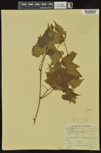 Vitis palmata image