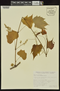 Vitis riparia image