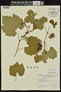 Vitis riparia image