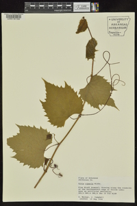 Vitis riparia image