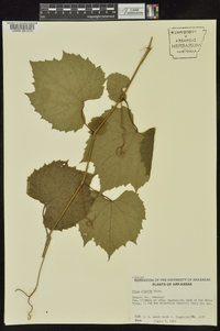 Vitis riparia image