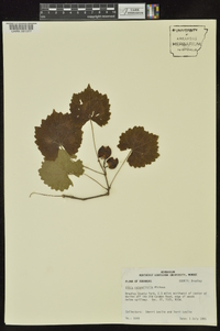 Vitis rotundifolia image