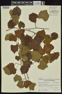 Vitis rotundifolia image