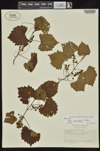 Vitis rotundifolia image