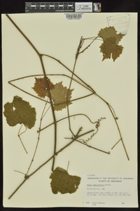 Vitis rotundifolia image