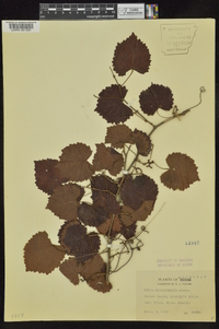 Vitis rotundifolia image