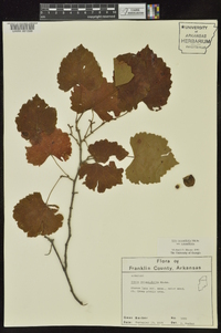 Vitis rotundifolia image