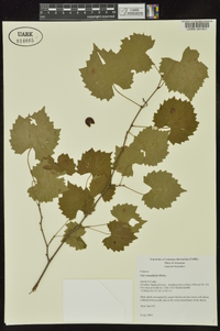 Vitis rotundifolia image