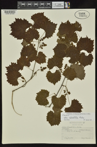 Vitis rotundifolia image