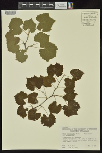 Vitis rotundifolia image