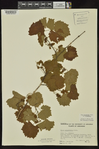 Vitis rotundifolia image