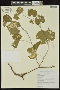 Vitis rotundifolia image