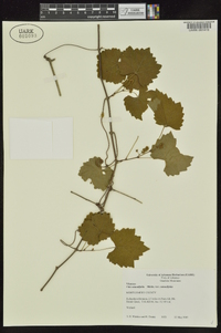 Vitis rotundifolia image