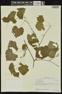 Vitis rotundifolia image