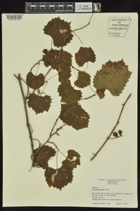 Vitis rotundifolia image