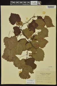 Vitis rotundifolia image