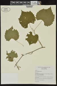 Vitis rotundifolia image