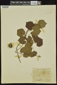 Vitis rotundifolia image