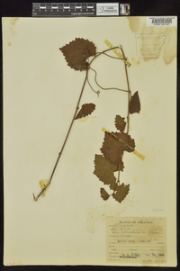 Vitis rotundifolia image